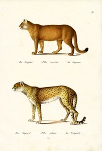 Puma, 1824 de Karl Joseph Brodtmann